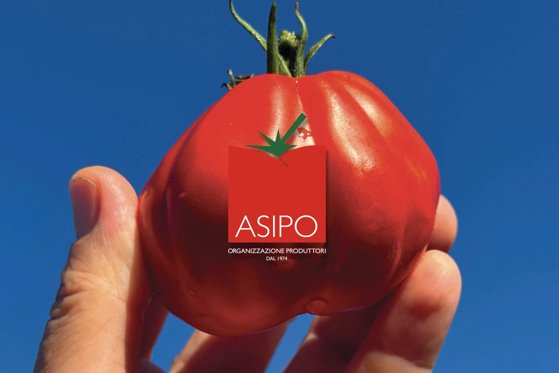Asipo